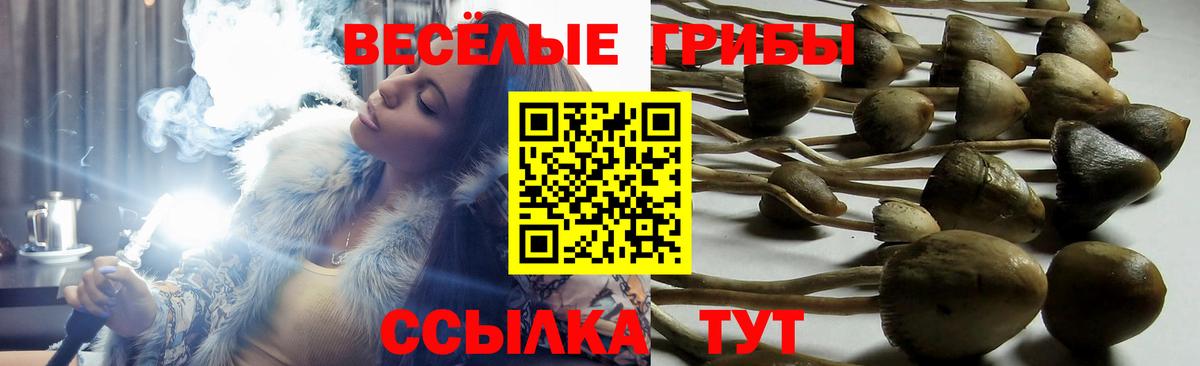 Галлюциногенные грибы Psilocybe Волжский